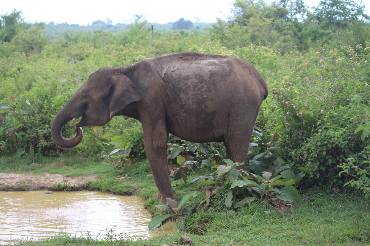 Elephas maximus Linnaeus, 1758